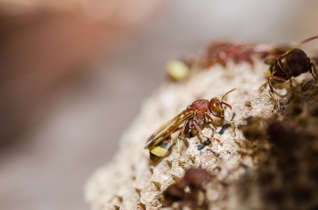 Brown wasp in the nest in colony insect conceptの写真素材