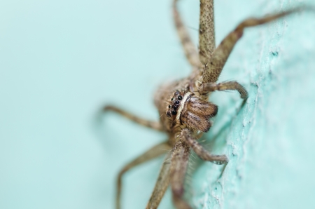 Brown spider in the wall green background macro