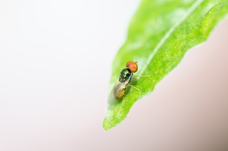 Flower files in the nature or in the gardenの写真素材