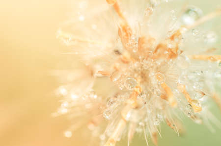 Flower plant weed in the nature or in the gardenの写真素材