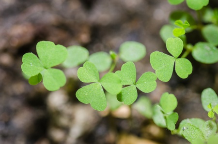 Green leaf clover tree macro nature or in the gardenの写真素材
