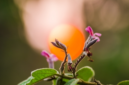 Flower plant weed in the nature or in the garden