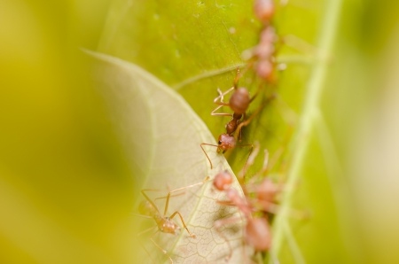 red ant on the leaf in the natureの写真素材
