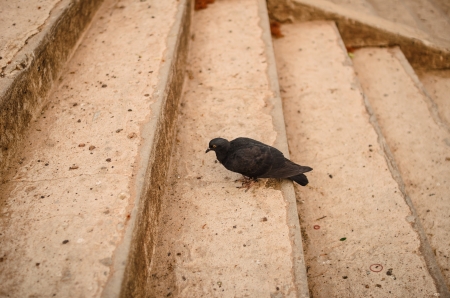Black pigeon on the staircase in the city or townの写真素材