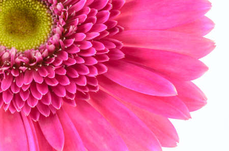 Pink gerbera daisy flower macro shot in white backgroundの写真素材