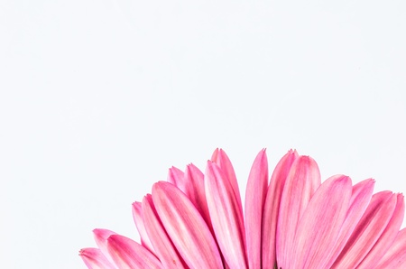 Pink gerbera daisy flower macro shot in white backgroundの写真素材