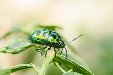 jewel beetle in green nature or in gardenの写真素材