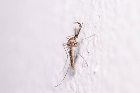 mosquito in nature or in the home , cityの写真素材