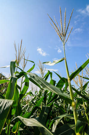 Corn farm and sky in the countryside Thailandの写真素材