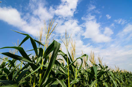 Corn farm and sky in the countryside Thailandの写真素材