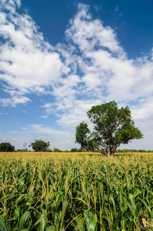Corn farm and sky in the countryside Thailandの写真素材