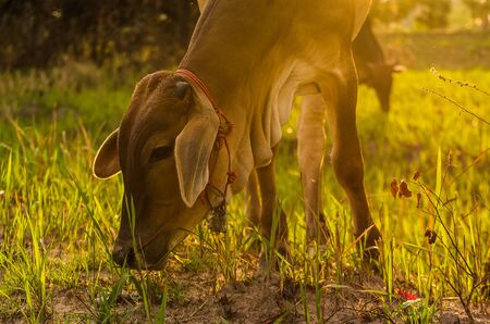 Cow and grass in the nature or in the farmの写真素材