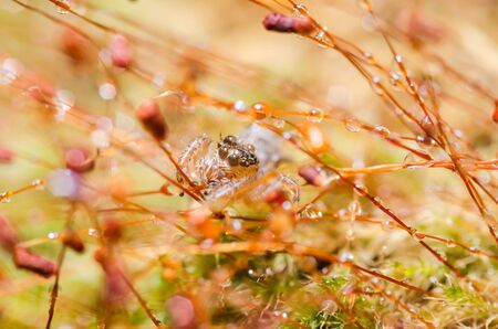 jumping spider in green nature or in the gardenの写真素材