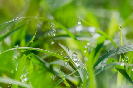 Grass and water drops in the nature conceptの写真素材