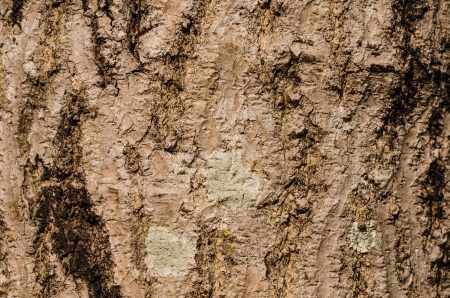 Wood background in the nature style concept macroの写真素材