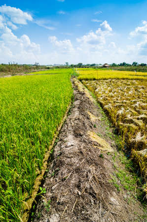 Rice field in Thailand in the agriculture industry  conceptの写真素材