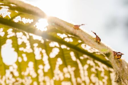Red bug on the leaf in the green natureの写真素材