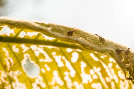 Red bug on the leaf in the green natureの写真素材