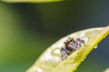 Spider in the leaf green background macro shotの写真素材