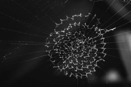 Spider web black and white in the natureの写真素材