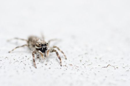Spider in the nature wall macro shot