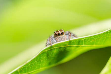 Spider in the nature green macro shot