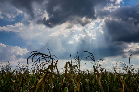 Corn farm and sky in the countryside Thailandの写真素材