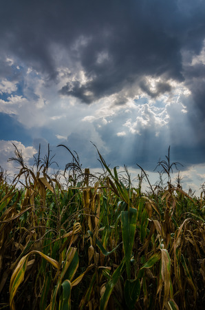 Corn farm and sky in the countryside Thailandの写真素材