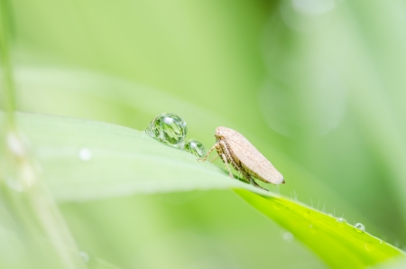 Aphid on the leaf in the garden nature