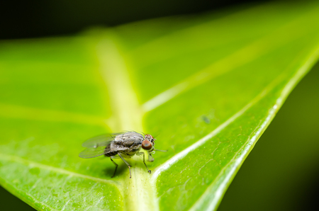 fly in green nature or in the city or foodの写真素材