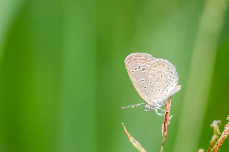 Little butterfly in the nature or in the gardenの写真素材