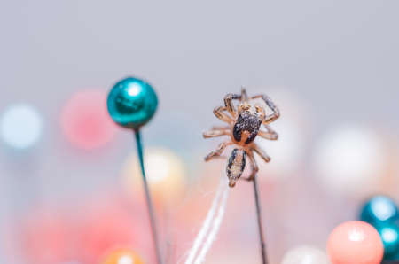 Spider in pins colorful background the macro shotの写真素材