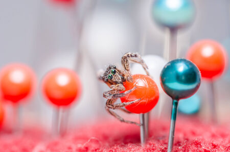 Spider in pins colorful background the macro shot