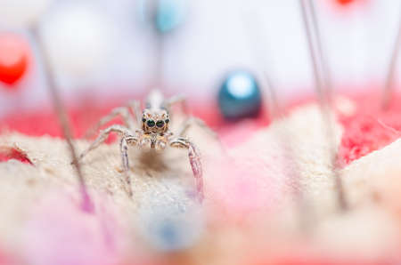 Spider in pins colorful background the macro shotの写真素材