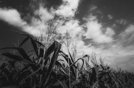Corn farm and sky in the countryside Thailandの写真素材