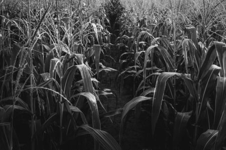 Corn farm and sky in the countryside Thailandの写真素材