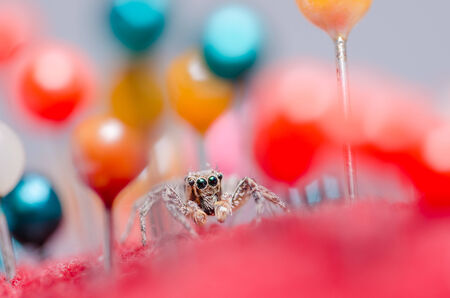Spider in pins colorful background the macro shot
