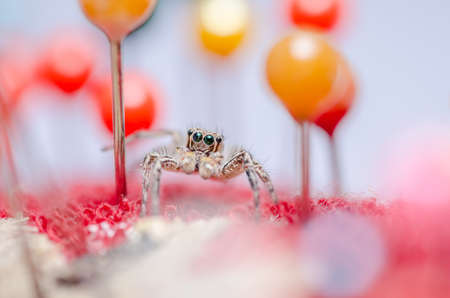 Spider in pins colorful background the macro shot