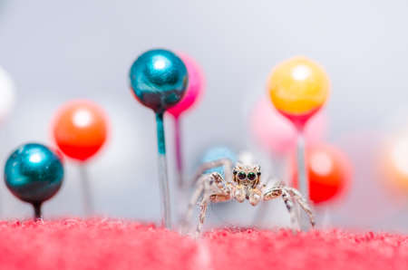 Spider in pins colorful background the macro shotの写真素材