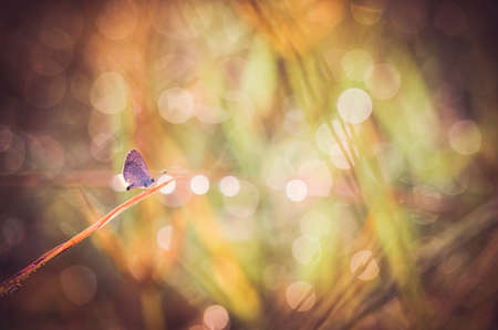 Little butterfly in the nature or in the garden