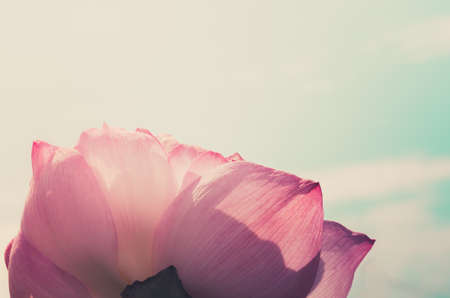 Lotus flower in the nature beautiful eco conceptの写真素材