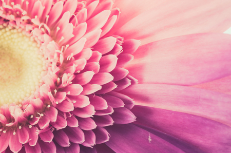 Pink gerbera daisy flower macro shot in white backgroundの写真素材