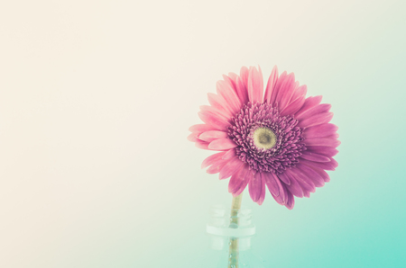 Pink gerbera daisy flower macro shot in white backgroundの写真素材