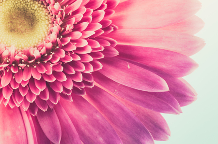 Pink gerbera daisy flower macro shot in white backgroundの写真素材