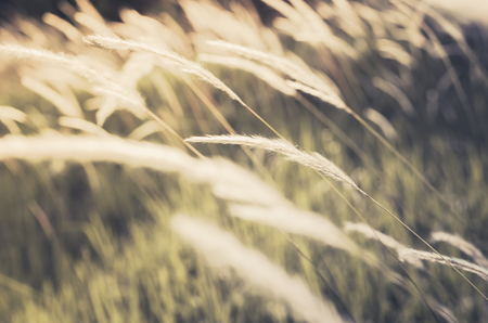 Grass bloom plant in the green nature or in the gardenの写真素材