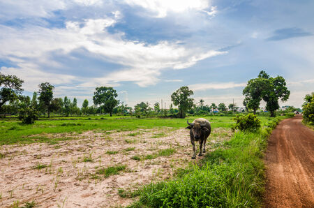 Soil road and grass meadow in  countryside view natureの写真素材