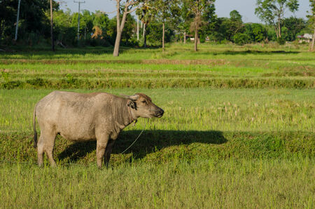 Thai water buffalo in the rice field countrysideの写真素材