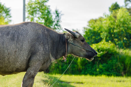 Thai water buffalo in the rice field countrysideの写真素材
