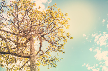 Tree and sky in countryside or in the green natureの写真素材