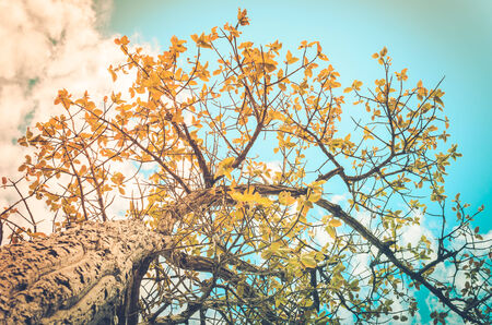 Tree and sky in countryside or in the green nature